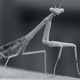 Illustration for article titled Shooting Challenge: Bugs Gallery (Part 1)
